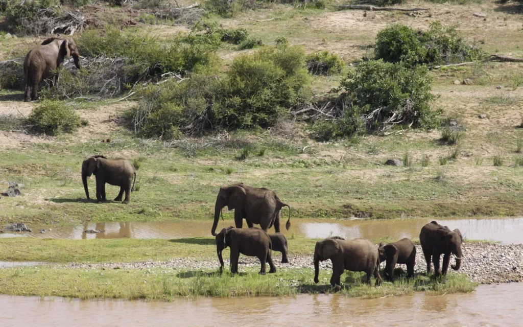 Kudde olifanten met jongen bij een rivier in het Krugerpark
